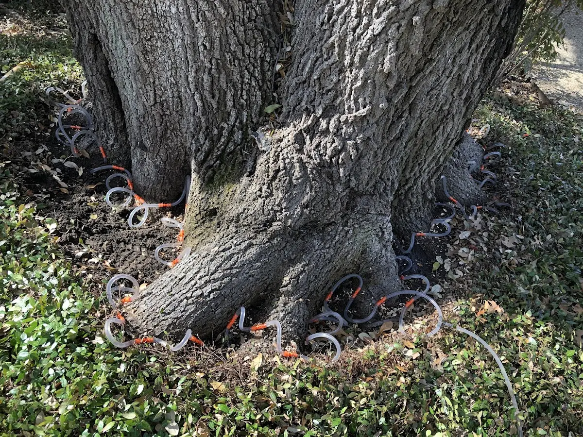 Detailed Tree Cabling and Bracing job site in Trout Lake