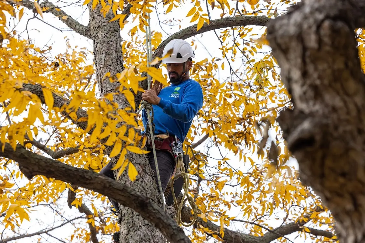 Skilled Tree Pruning crew working in Trout Lake