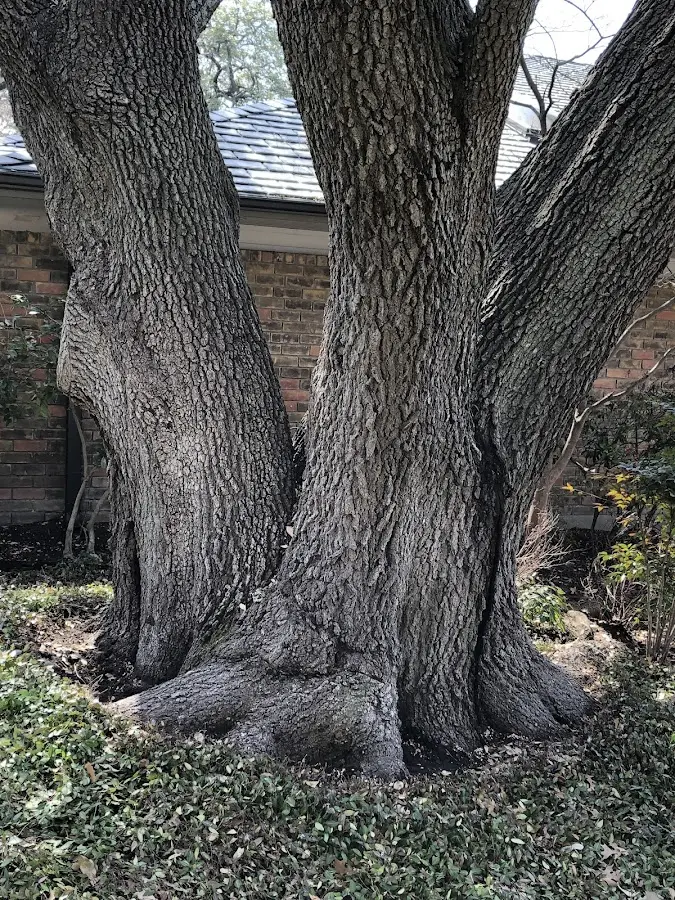 Mature heritage tree close to a Trout Lake property cared for by certified arborists